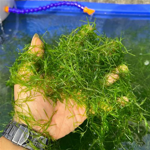 极速竹节d草鱼缸造景装饰黑壳虾米虾水晶虾