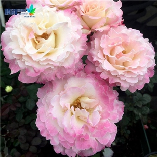 极速玫瑰花苗新品日月炽天使六翼天使月季M苗灌木庭院大花浓香四