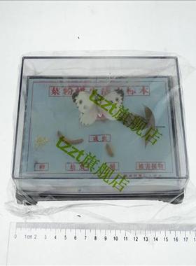 极速菜粉蝶生活史标本 J43105 初中高K中生物实验器材 中学教学