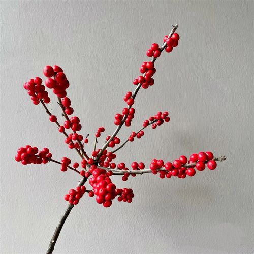 极速北美冬青f年宵花水培植物鲜切花水培年宵喜庆室内新家红火寓