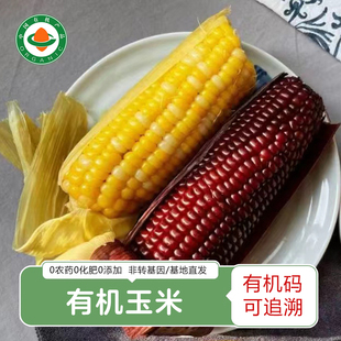 有机玉米 忻州玉米兄弟黑糯甜糯玉米礼盒装黑玉米黄玉米真空包装