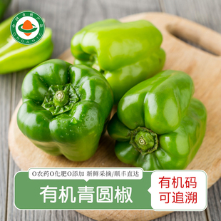 有机青圆椒