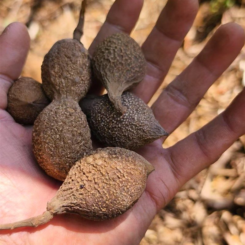 特色植物标本,鱼藤果,农产品加工设备中草药材,机械设备,制药设备,淘宝优惠券,粉丝福利购,淘宝优惠卷