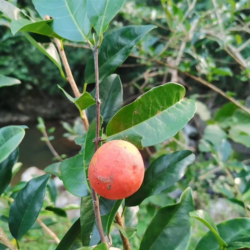 五层龙灌木农产品加工设备中草药材种苗制药设备,机械设备,制药设备,淘宝优惠券,粉丝福利购,淘宝优惠卷
