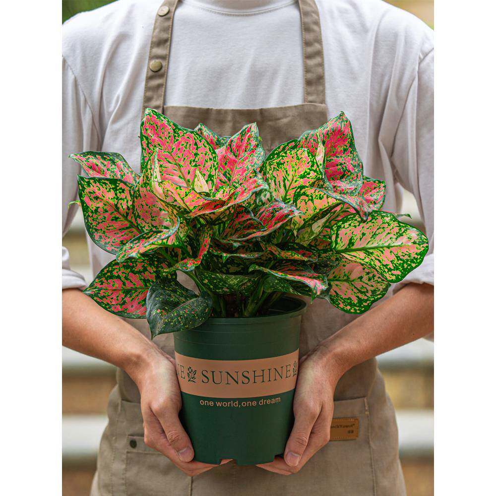 如意皇后盆栽室内阳台客厅净化空气绿植好养植物吉利红办公室花卉