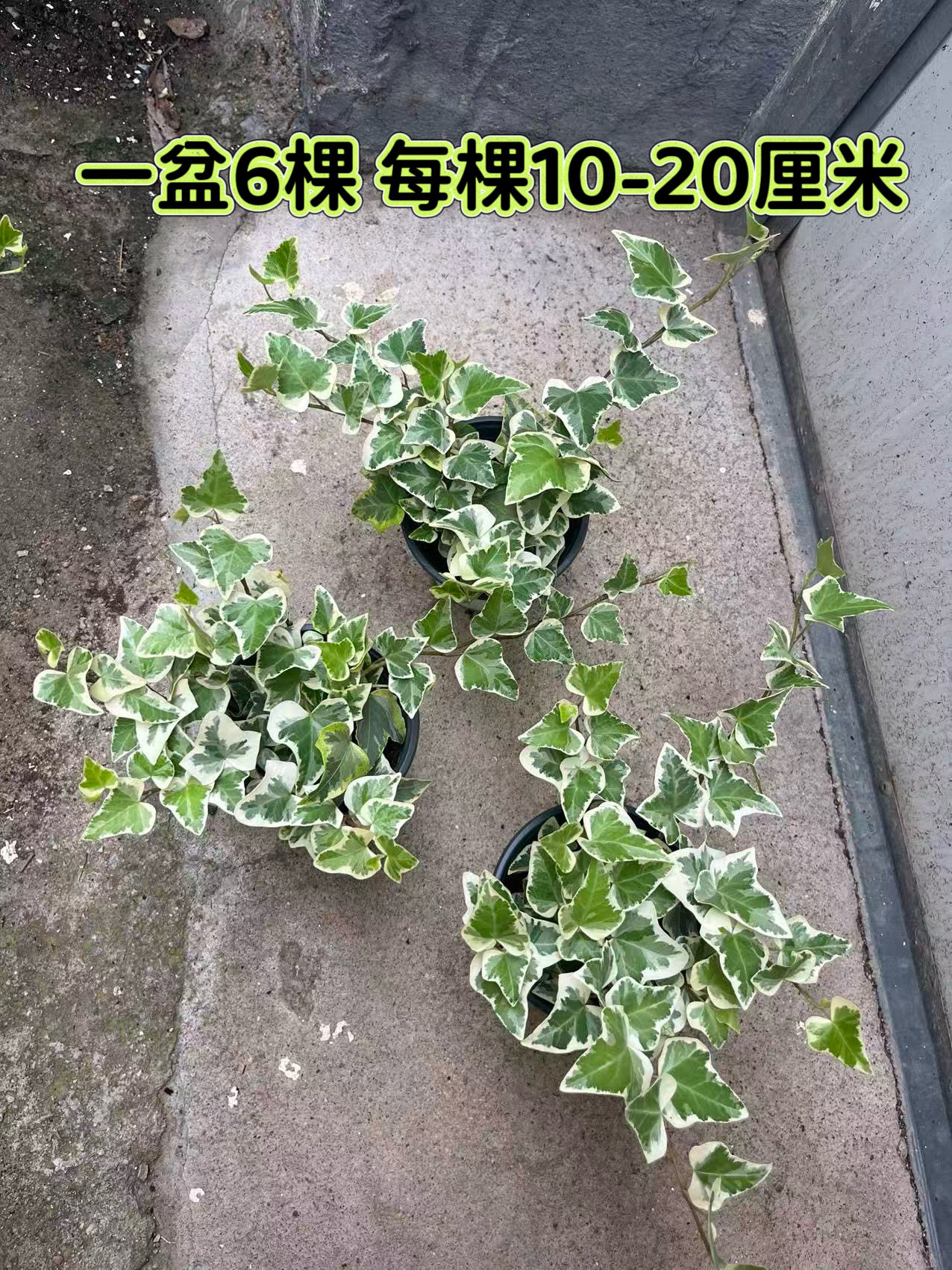 雪莹常春藤盆栽日本引进室内外阳台庭院吊篮绿植锦化易养观叶水培
