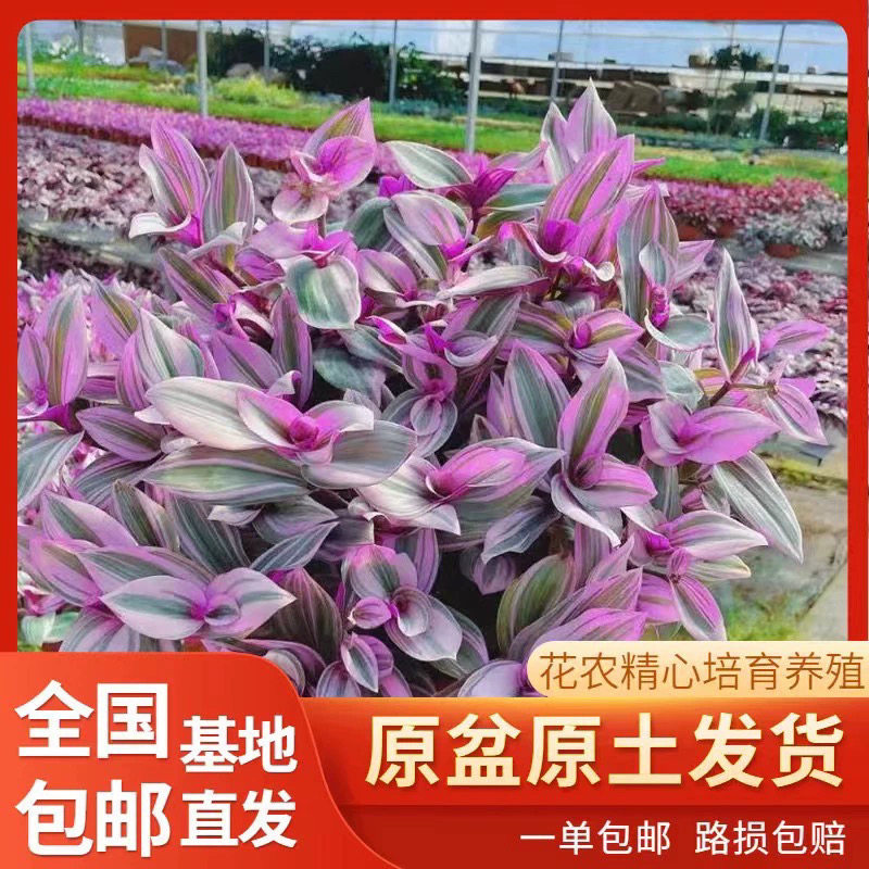 四季常粉好种易活精品吊兰