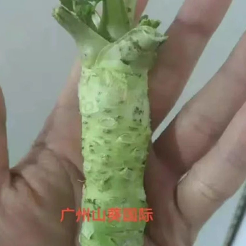 包邮首购送铁磨鲜山葵100克/3-4根出口品质刺身寿司日料
