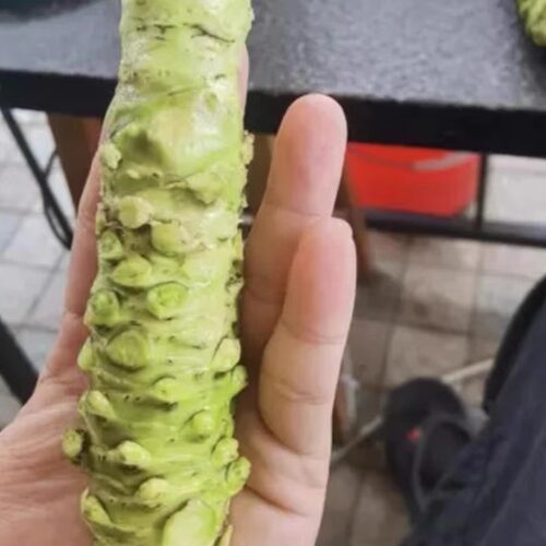 单条拍卖级尺寸新鲜山葵高端烤肉日料寿司刺身