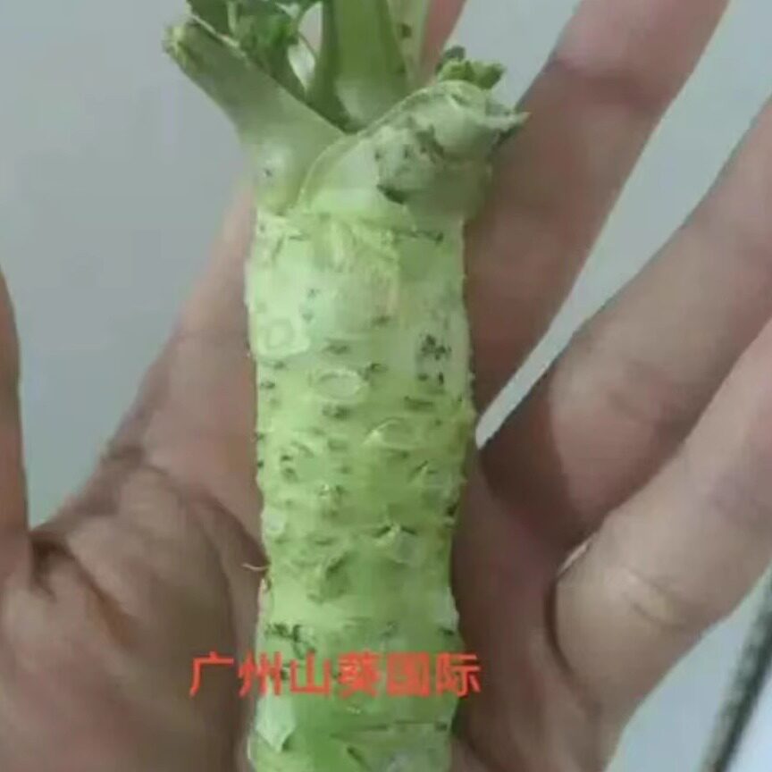 包邮首购送铁磨鲜山葵100克/3-4根出口品质刺身寿司日料烤肉现货
