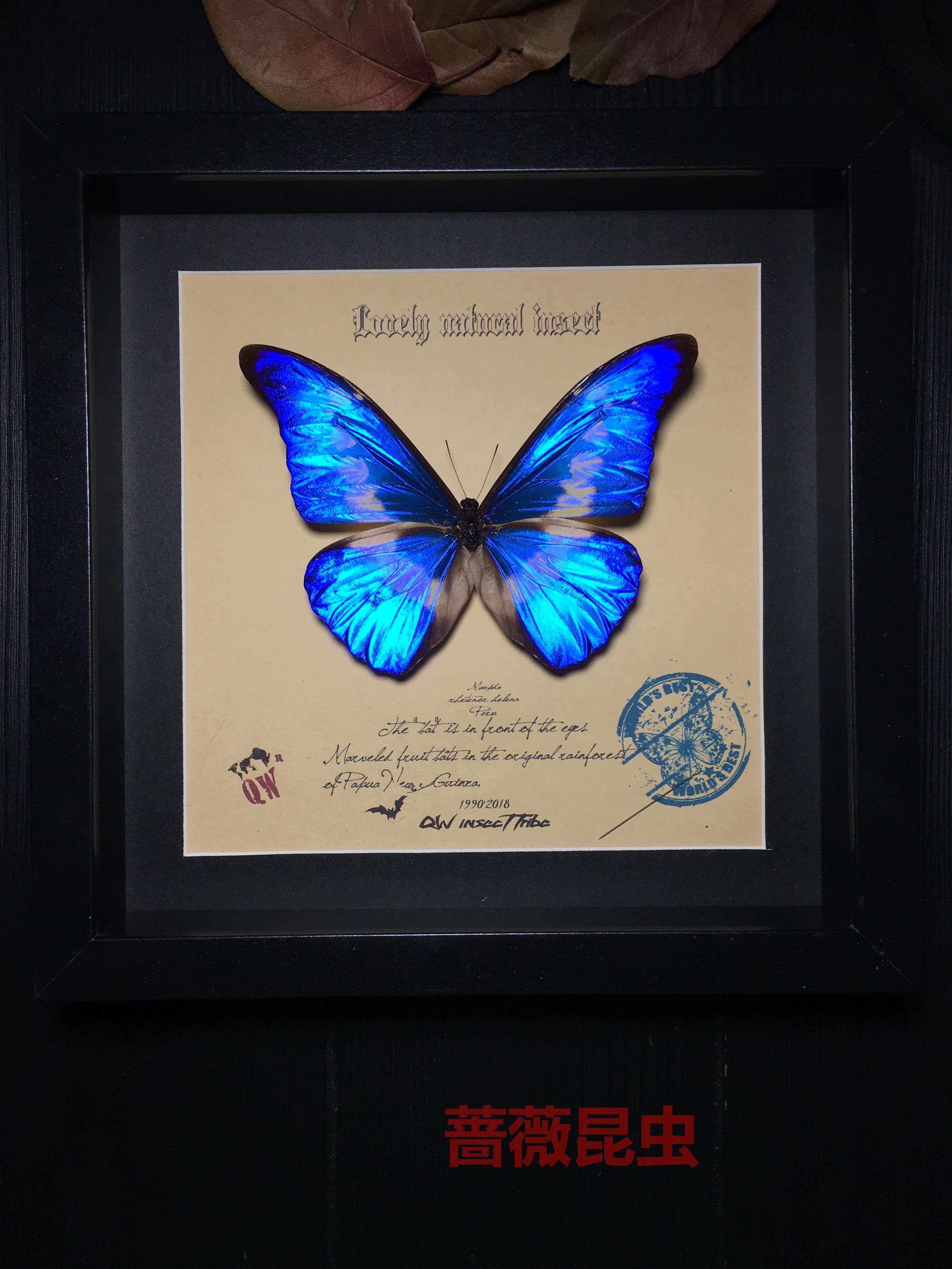 亚马逊光明女神闪蝶&middot;海伦娜闪蝶&middot;真蝴蝶标本&middo