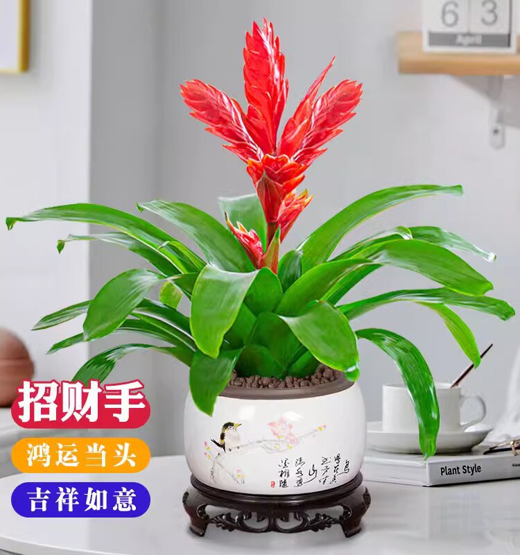 招财手鸿运当头盆栽 红玉扇绿植花卉室内净化空气 好养植物吸甲醛