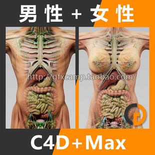 非实物 人体器官肌肉骨骼内脏精细3D模型 C4D Max格式