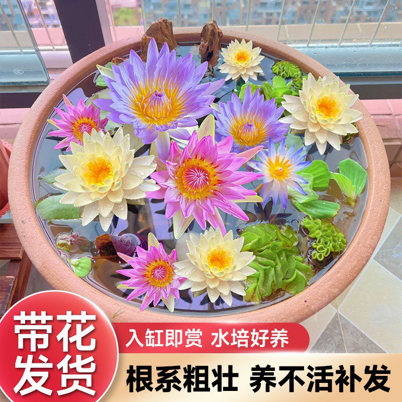热销睡莲水培植物k带花苞块根鱼缸无土水培碗莲荷花盆缸栽四季开图片