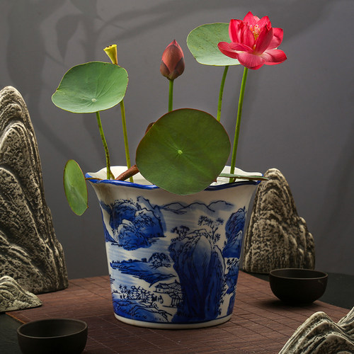 热销微型碗莲种藕根茎成品苗带花C苞迷你小荷花小微莲水培水生观