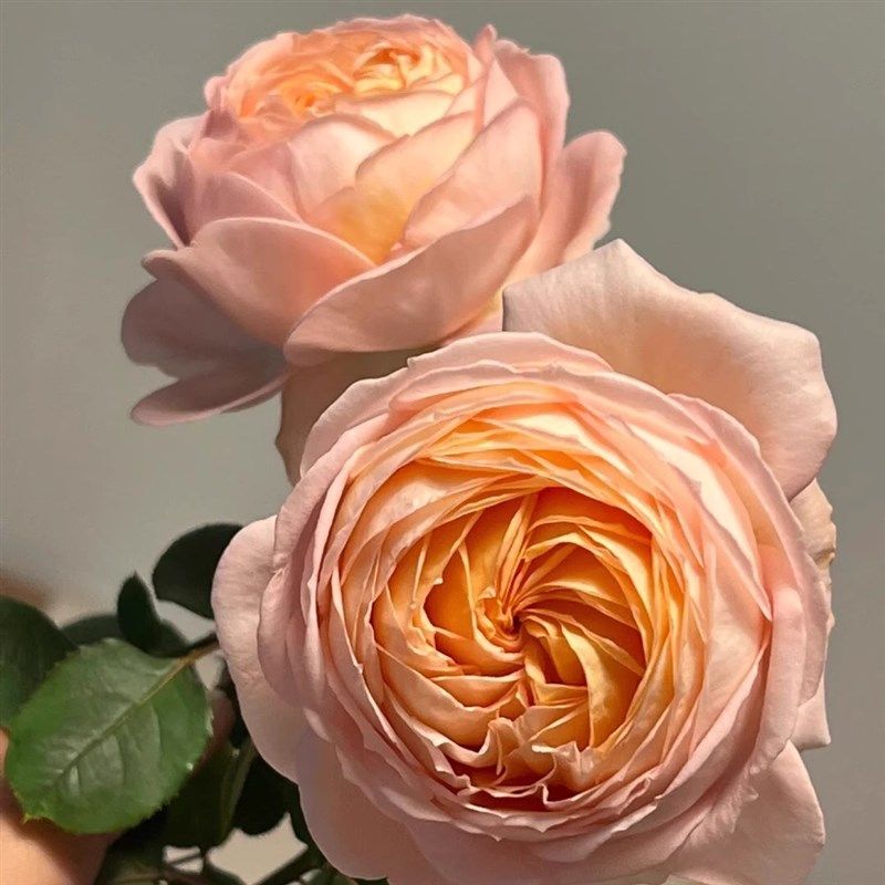 果酱中苗 超新品河本扦插浓粉色大包子花月季阳台庭院灌木花苗,鲜花速递/花卉仿真/绿植园艺,月季/蔷薇/玫瑰,淘宝优惠券,粉丝福利购,淘宝优惠卷