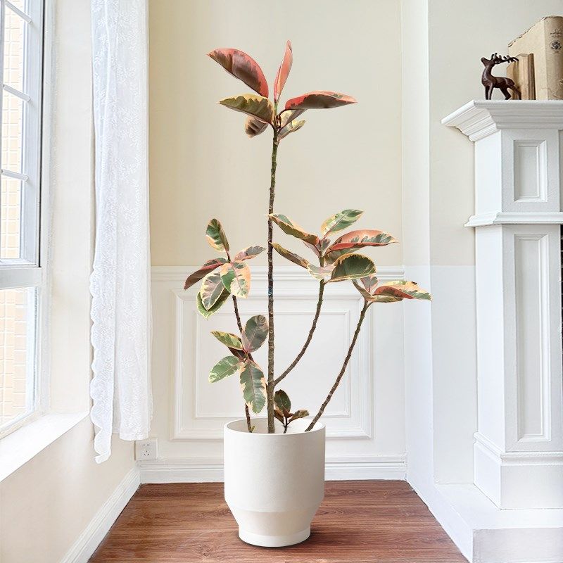 花叶橡皮树盆栽客厅办公室北欧风落地观叶植物油画花叶红光公,鲜花速递/花卉仿真/绿植园艺,大型绿植/成品组合盆栽,淘宝优惠券,粉丝福利购,淘宝优惠卷