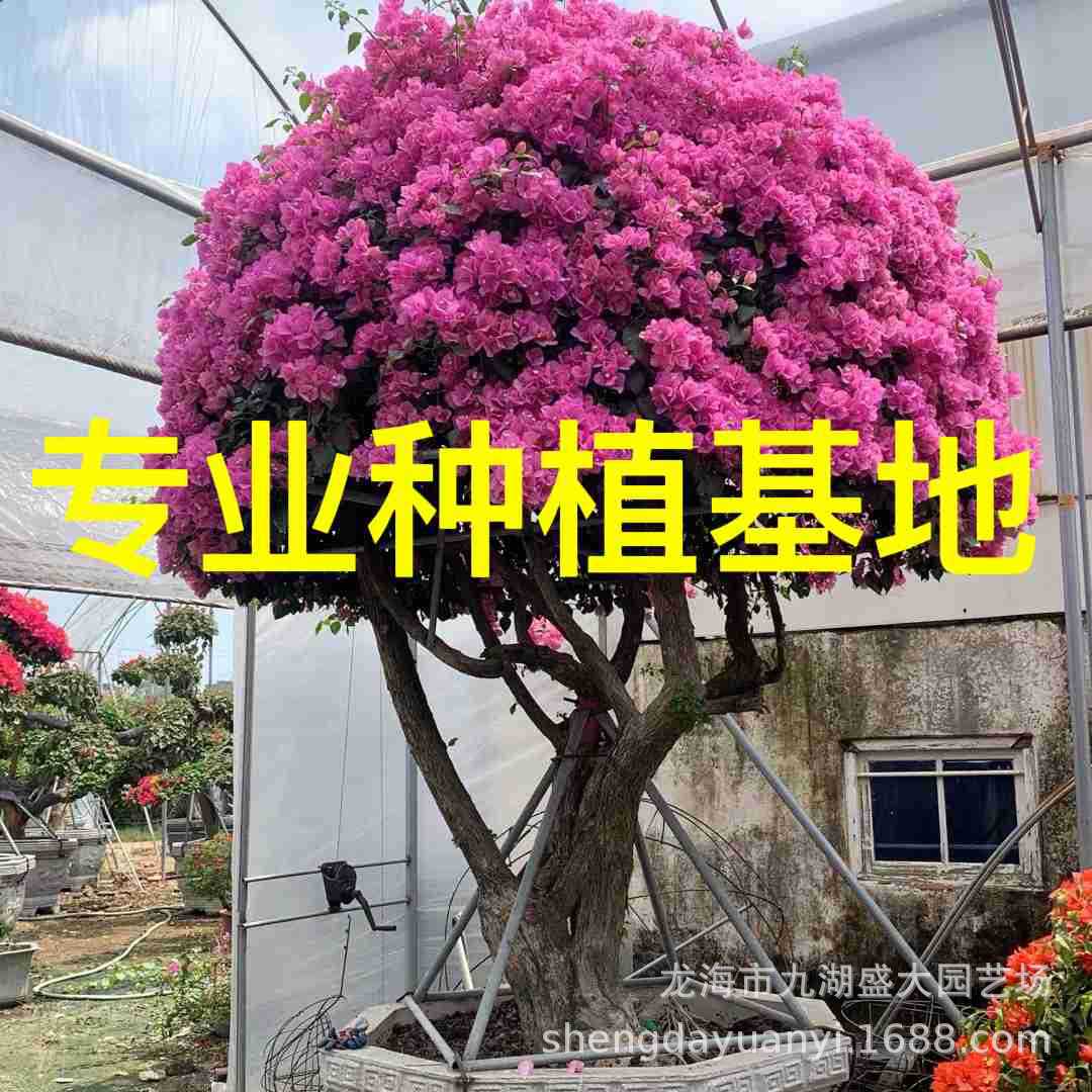 造型红花三角梅桩景报价重庆三角梅树桩桩头福建多色三角梅价格