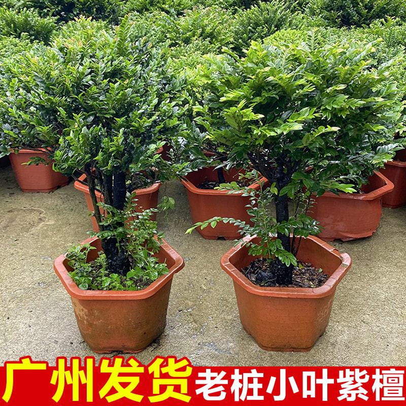 小叶紫檀盆景老桩黑骨茶树苗办公室内桌面绿植物好养客厅花卉盆栽