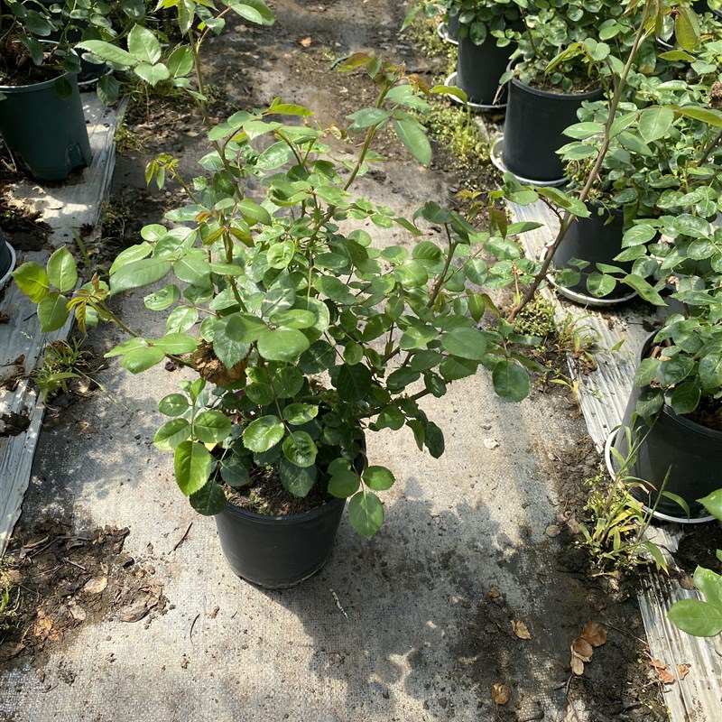 一加仑粉荔枝扦插中苗