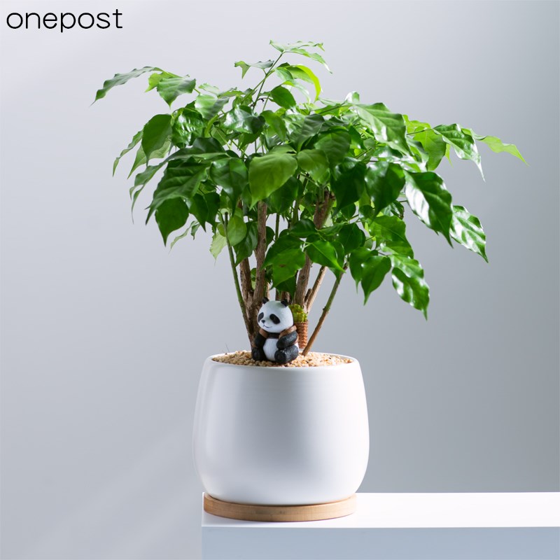 幸福树客厅四季常绿绿宝办公室内耐阴植物老桩好养绿植办公桌茶几