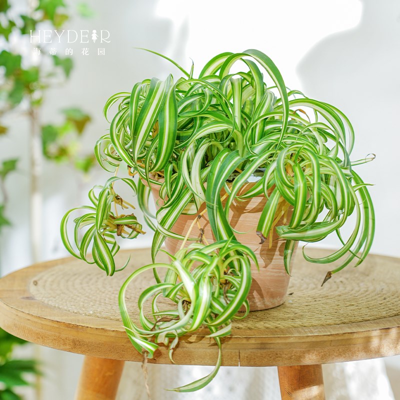 海蒂的花园卷叶吊兰草本植物卷边兰草阳台室内创意观叶绿植盆栽苗