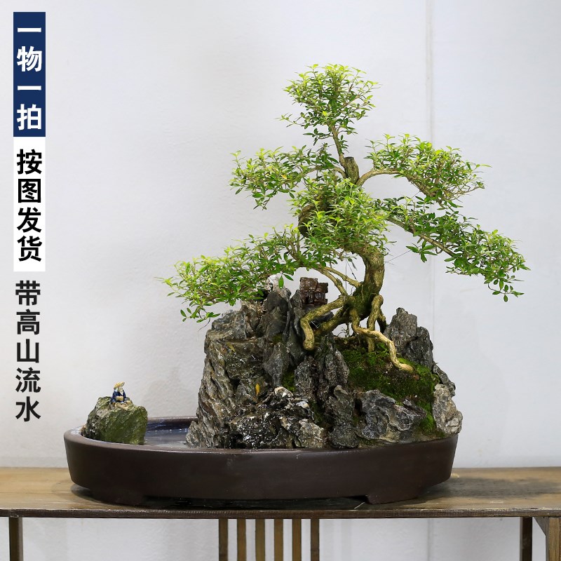 六月雪造型老桩流水假山盆景植物室内客厅办公室前台大型绿植盆栽