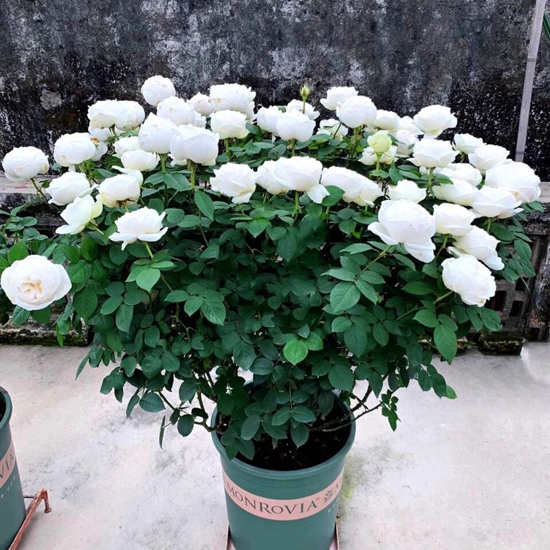 伊芙婚礼之路月季大苗白玫瑰花苗盆栽果汁阳台四季开花卉植物浓香