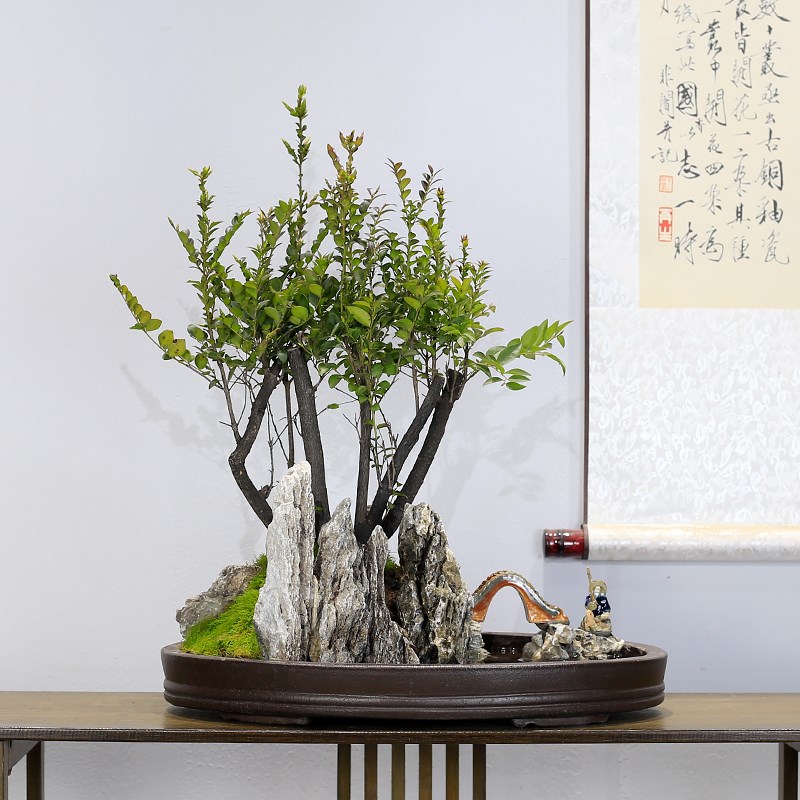 小叶紫檀盆景大型老桩植物室内客厅办公室茶室绿植黑骨茶盆栽好养