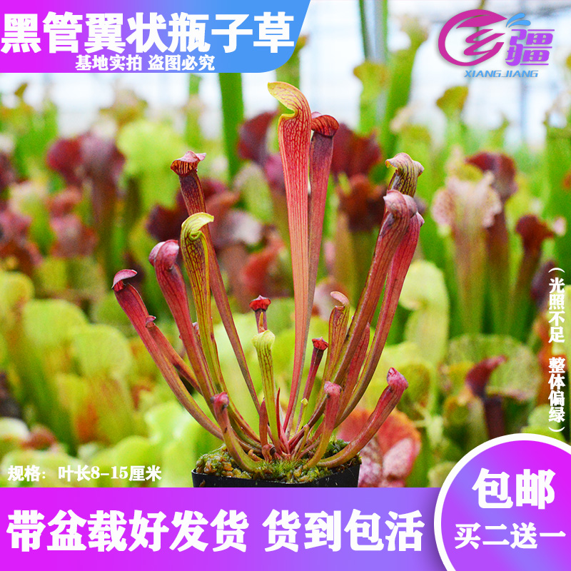 基地直销【黑管翼状瓶子草】食虫植物捕蝇草驱蚊草多肉绿植盆栽