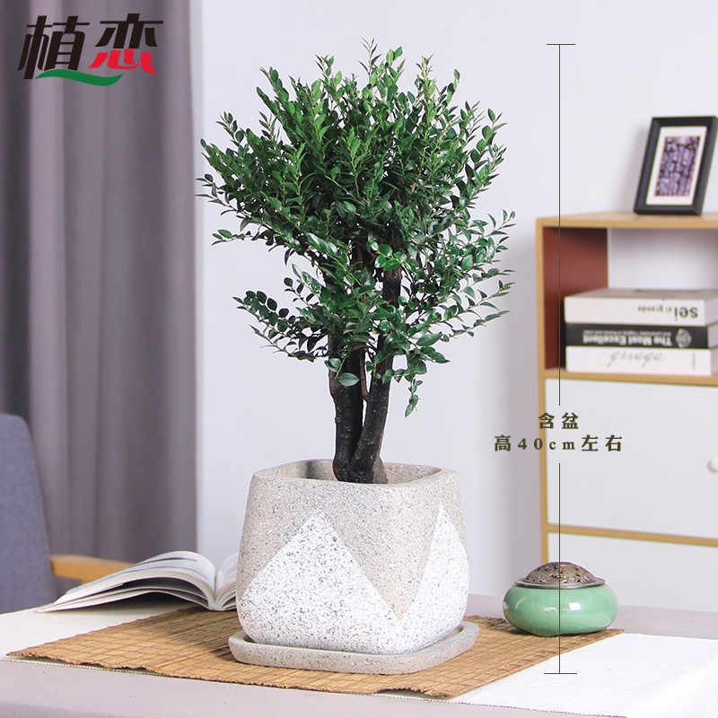 小叶紫檀赤楠盆景植物老桩办公室绿植室内桌面盆栽好养 杭州绍兴