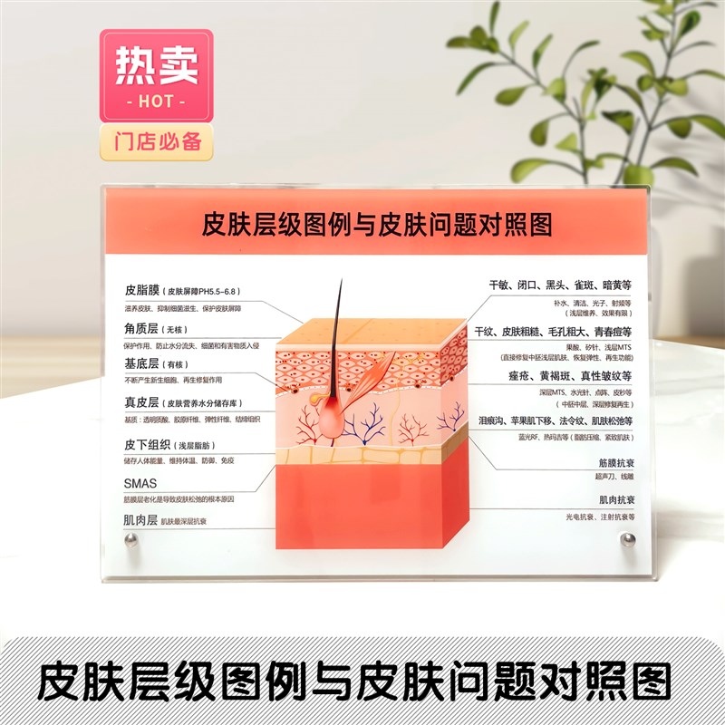 皮肤管理门店装饰立牌皮肤层级与作用对照图