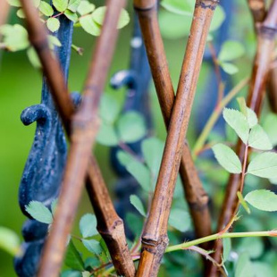 新款 厂促护栏竹子花园庭院伸缩围墙栅栏围栏园竹户外植物爬藤竹品