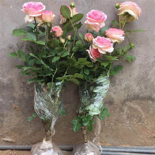 藤本月季之粉色龙沙宝石欧月粉龙花苗中大苗红龙带花苞爬墙爬藤