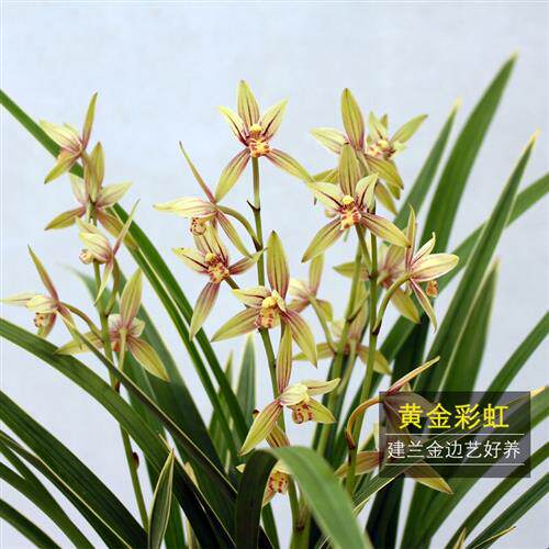 建兰四季兰花苗 黄金彩虹 叶带金边艺 夏带花苞出售 室内好养花卉