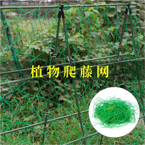 爬藤网植物花卉瓜果丝瓜苦瓜吊瓜葡萄瓜蒌豆角百香果爬藤网攀爬网