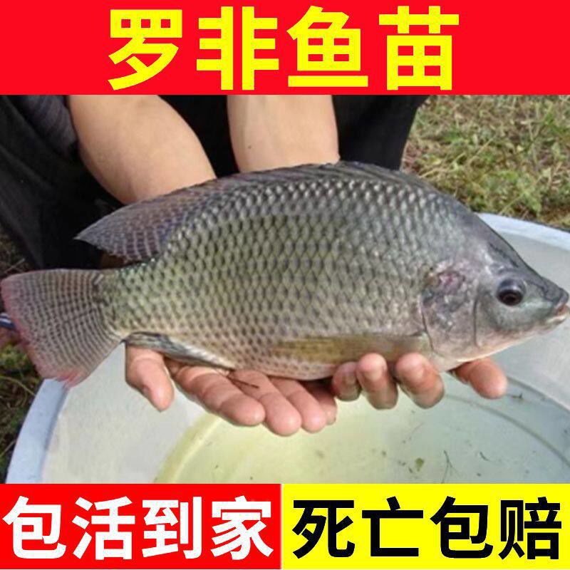特大种罗非鱼苗耐寒抗寒全雄性罗非鱼苗非洲鲫鱼苗福寿鱼鱼苗图片
