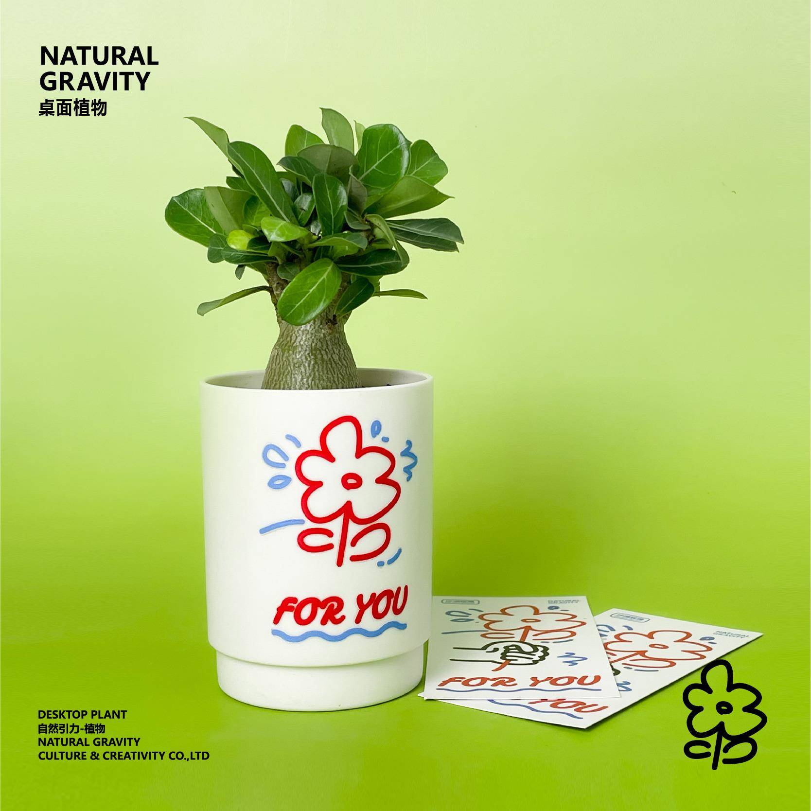 然引-漠桌玫面礼瑰 植物自花众60278卉盆栽懒好力生养节沙日女人