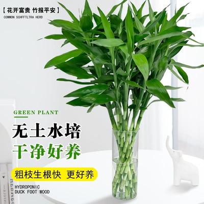 富贵水竹34951培植客桌盆财养粗竹招运水厅节节高物绿室植内办公