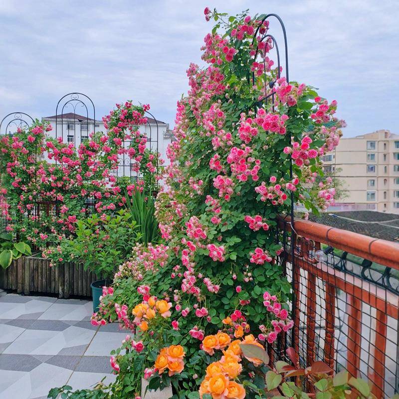 瑰爬胭栽筘扣本季无品牌/阳卉大苗台庭花院盆植月玫花多头脂勤花