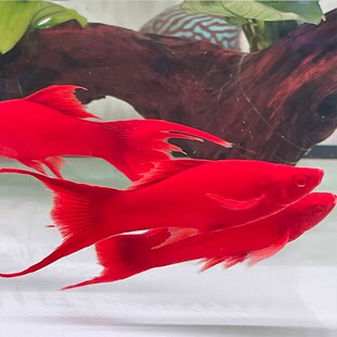 极速红箭鱼冷水观赏鱼小型热带双尾红剑J鱼红米奇胎生活鱼苗好养