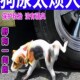 药粉户外车轮胎防狗 强力驱C狗防狗叫 极速 狗狗一闻跑千米远
