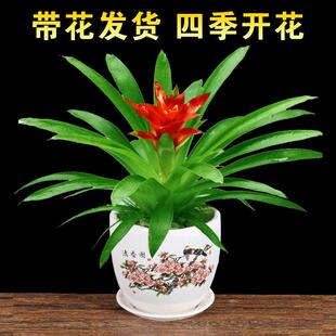 极速红运当头大盆景真花好t看又好养的花寓意好的摆件客厅家养花