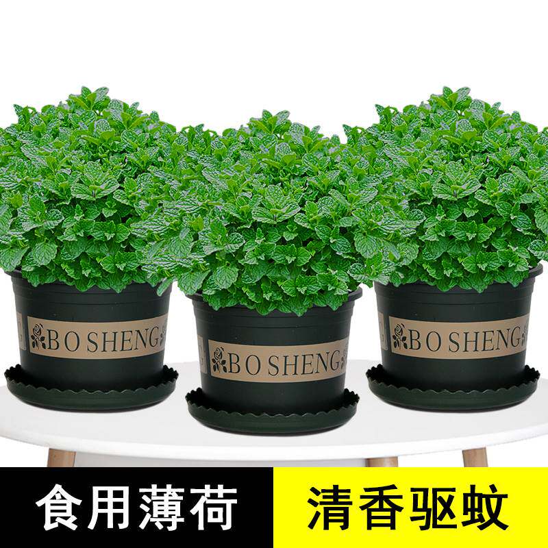 新品菠荷盆e栽禄植去蚊子薄荷叶新鲜食用花盆可以吃的驱蚊草植物