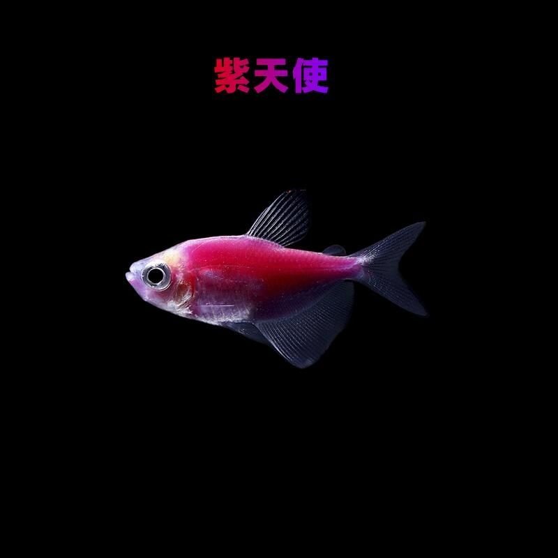 极速观赏鱼家庭彩色小型鱼缸热带鱼G萤光柠檬天使鱼彩裙好养羣游,节庆用品/礼品,路引,淘宝优惠券,粉丝福利购,淘宝优惠卷