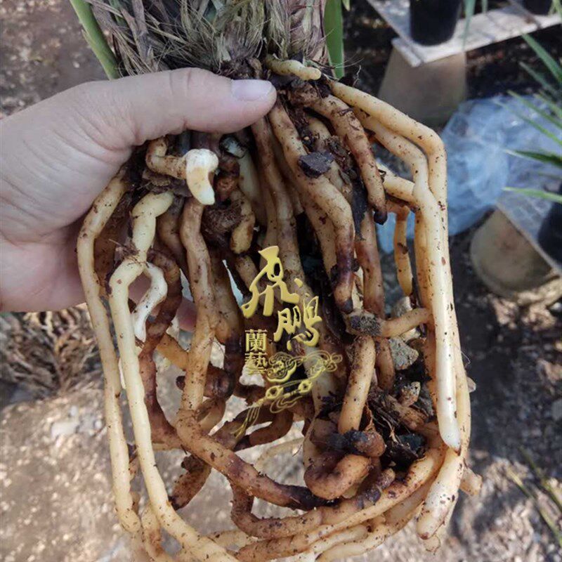 新品带花苞宋代贡品兰苗建兰 银花C边大贡 正宗广东四季兰素花绿