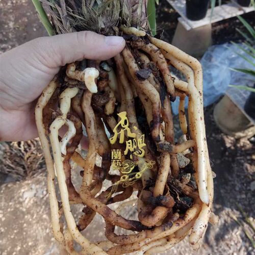 新品带花苞宋代贡品兰苗建兰 银花C边大贡 正宗广东四季兰素花绿