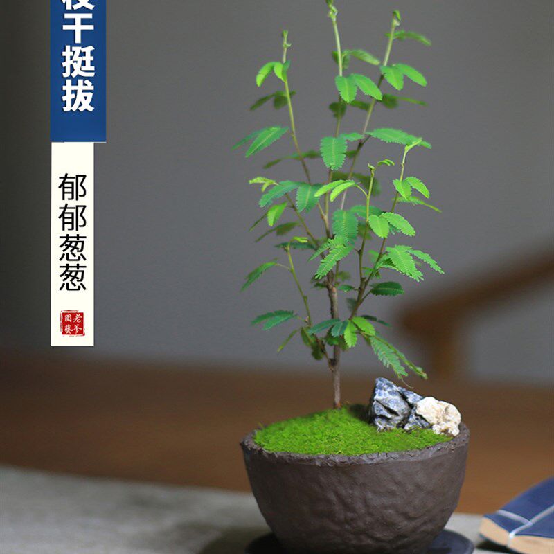 新品合欢花盆栽苗迷m你桌面办公室绿植喜阴微景观盆景室内好养花