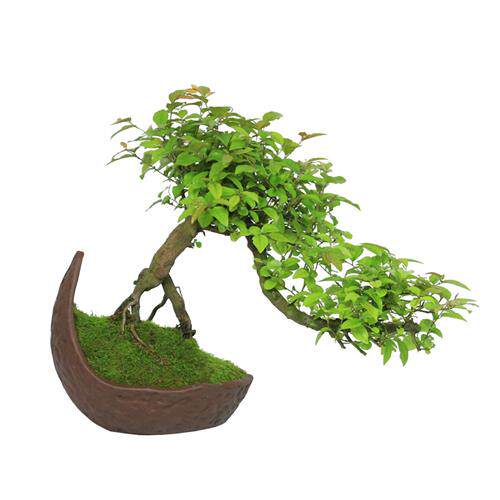 新品小叶雀梅f盆景悬崖造型提根老桩盆景庭院绿植室内桌面植物客