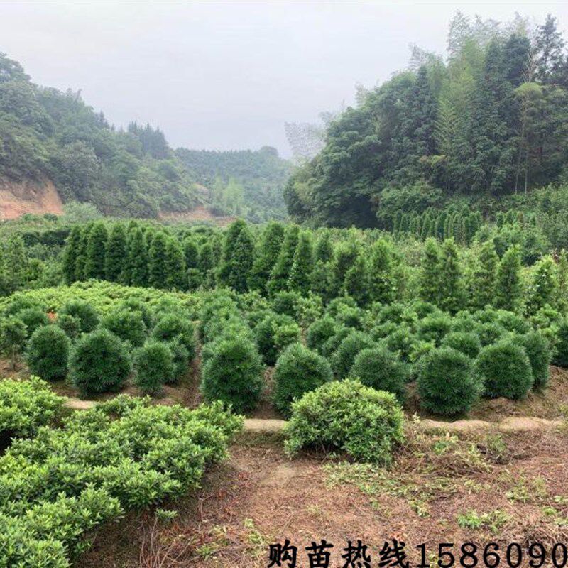 新品新品罗汉松球造型 绿植净化空B气   松树 自产自销 圆球盆景